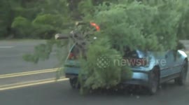 Driver bursts out laughing after spotting car transporting huge Christmas tree