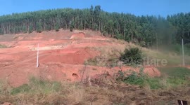 Grande Plantação de Eucalipto no Sedado de Minas Gerais no Brasil, filmado mais de perto fica Muito Linda essa Plantação