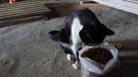 Meu gatinho se alimentando, comendo a ração dele, que ele adora