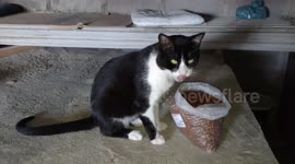 Meu gatinho depois que terminou de se alimentar com sua raçãozinha gostosa