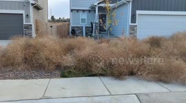 US: Tumbleweeds Take Over Colorado Springs Neighborhoods After Wind Storm