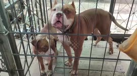 Pensioner, 67, mauled to death by son's pet pit bull dogs in Thailand