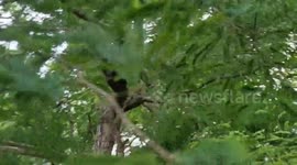 Komodo dragon catches bat after leaping off the floor using tail to grab it from tree