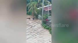 Typhoon Nalgae: Villager drags buffalo through flooded streets