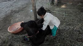 Adorable friendship between a one year old baby and buffalo calf