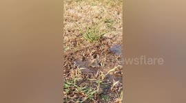 Mother rat saves babies from flooding field in China