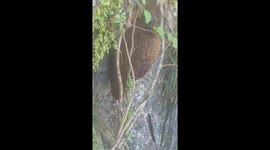 Giant bee swarm produces shimmering waves to ward off hunters