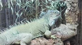 Iguana large species of Lizard reptile was bright green and likes to eat fruits