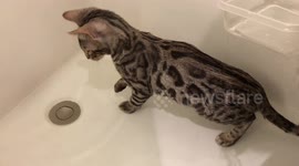 Albus the Bengal Kitten's First Bath at his new home goes well