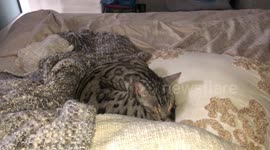 Bengal cats cuddle with their servant on a warm sunday morning