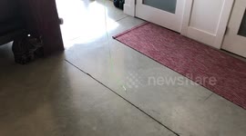 The Ultimate Cat Toy demonstration by Ella the bengal cat