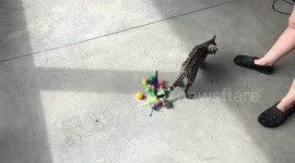 Unlimited Cat Toys, Albus demonstrates what a spoiled kitten looks like