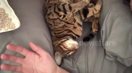 Albus the Bengal cat demonstrates what a Bengal Love Attack looks like