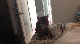 This is not a loop. Ella the bengal cat demonstrates the Never Ending Massage