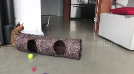 What does a Growling bengal cat sound like, Albus the Bengal give us a demonstration