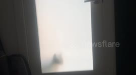 Ella the Bengal and her baby brother offer no escape