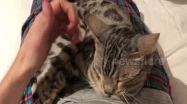 If eyes could kill, Ella the bengal stares into her servants soul