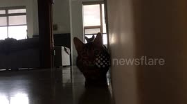 Happy Halloween, from the creeping bengals Ella and Albus