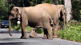 Wild elephants stall traffic as they loiter on road in Thailand