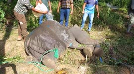 Wildlife officers treat elephant injured by 'jaw bomb' firecrackers on a farm in Kekirawa, Sri Lanka