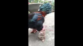 The rare breed of Rooster has strangely large legs and a rough deformity