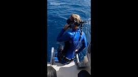 Tiger shark emerges from sea and goes to bite diver's flippers in Hawaii