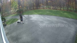 Cheeky video of cute Corgi stealing owners sandal and running away with it, daring its owner to give chase