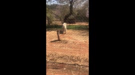 White tiger in Hartbeespoort  South Africa 2021 4 September 12:62
