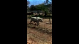 White tiger in Hartbeespoort  South Africa 2021 4 September 12:62