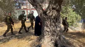 Palestinians gather to pick olives opposite Israeli forces