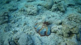 Octopus bizarrely changes colour and texture while hunting in the Red Sea part 2
