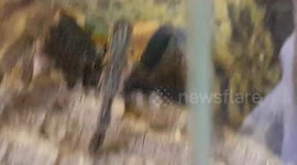 Trantula Green Bottle Blue looks bright colours and had big hairy legs