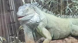 Green Iguanas large species of Lizard that feeds of fruits and lives in tree's