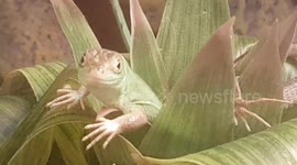 Green Lizard is well camouflaged in the leafs of the Bush and is not easy to spot