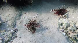 Liofish hunting alongside reef in shallow waters near Jaz hotel group, Marsa Alam, Egypt