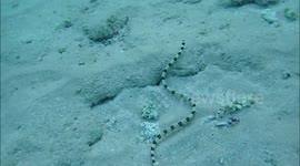 Hunting sea snake eel in shallow waters - snorkeling at Jaz hotel group, Marsa Alam, Egypt