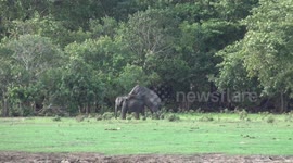 baby elephants imitate what they are seen recently in the elephant group