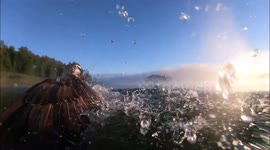 Incredible underwater view of an osprey diving for fish at speeds of up to 77mph