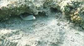 Hunting white moray eel in shallow waters - snorkeling at Jaz hotel group, Marsa Alam, Egypt 2022