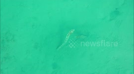 Attacking eels, mating octopuses, darkspotted stingray - snorkeling at Jaz hotel, Marsa Alam, Egypt 2022.