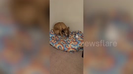 Heartwarming moment rescued fighting dog who forgot how to bark finally gets his voice back