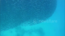 Barracudas and tunas are hunting the school of mackerel - Elphistone Resort, Marsa Alam, Egypt 2022