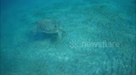Snorkeling with sea turtle known as Agnes, Shams Alam Beach Resort,Marsa Alam, Egypt, September 2022
