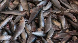 Palestinian youth and children clean fish at a small store in a market in Al-Shati refugee camp, west of Gaza City