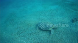 Snorkeling with sea turtle known as Clorofila , Shams Alam Beach Resort,Marsa Alam, Egypt, September 2022
