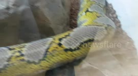 Rericulated Python Snake is the world's longest snake species from Asia