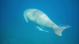 Snorkeling with dugong, Shams Alam Beach Resort,Marsa Alam, Egypt, September 2022