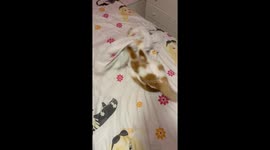 Cat attacking at a sheet and then gets attacked by another cat! Cats funny video!