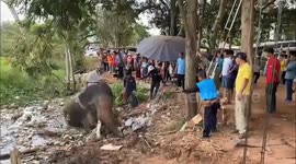 Villagers cheer as trapped elephant climbs out of muddy pit in Thailand