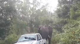 Wild elephant smashes pickup truck's windscreen during rampage in Thailand